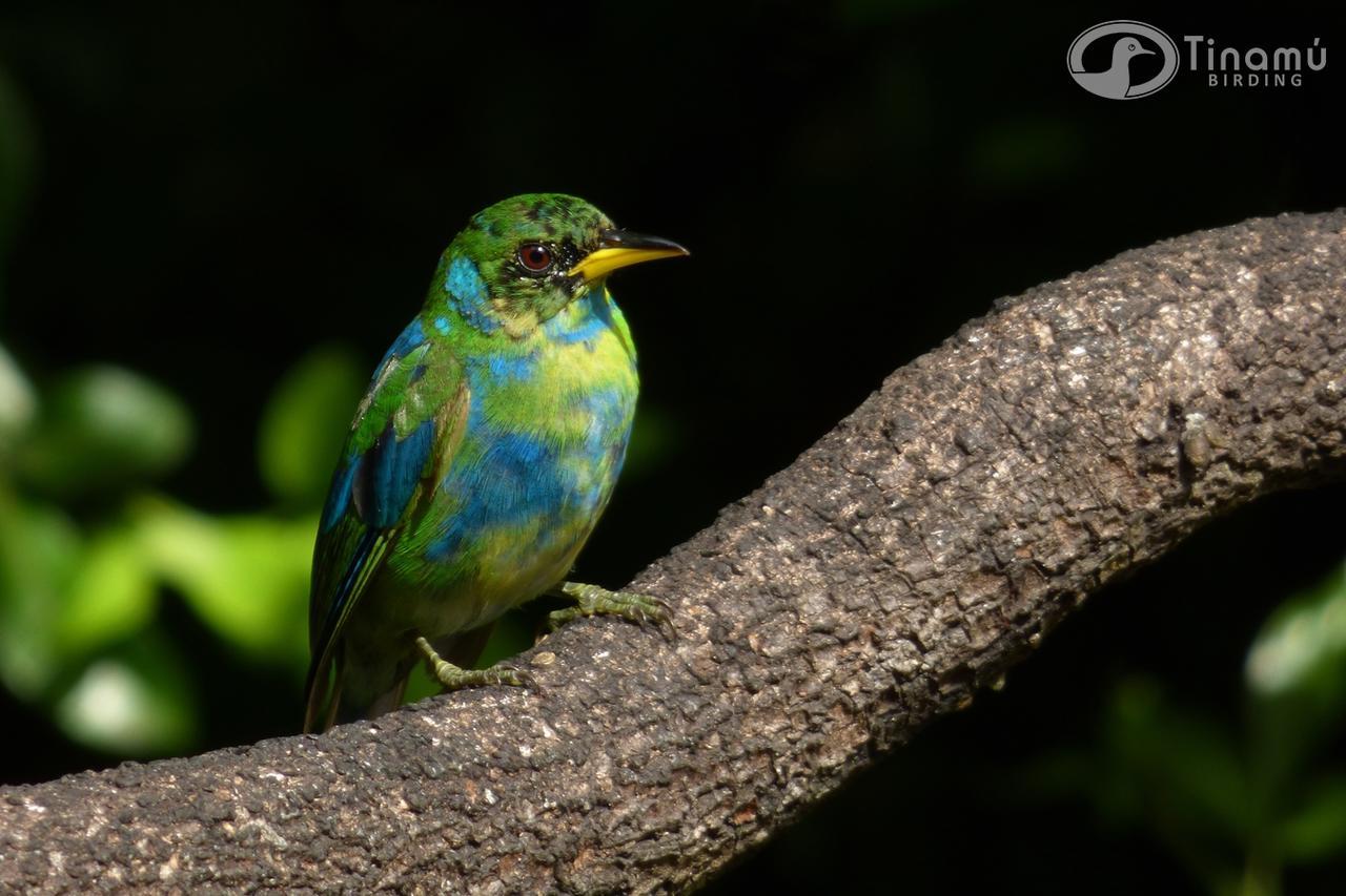 Tinamu Birding Hotell La Manuelita Exteriör bild