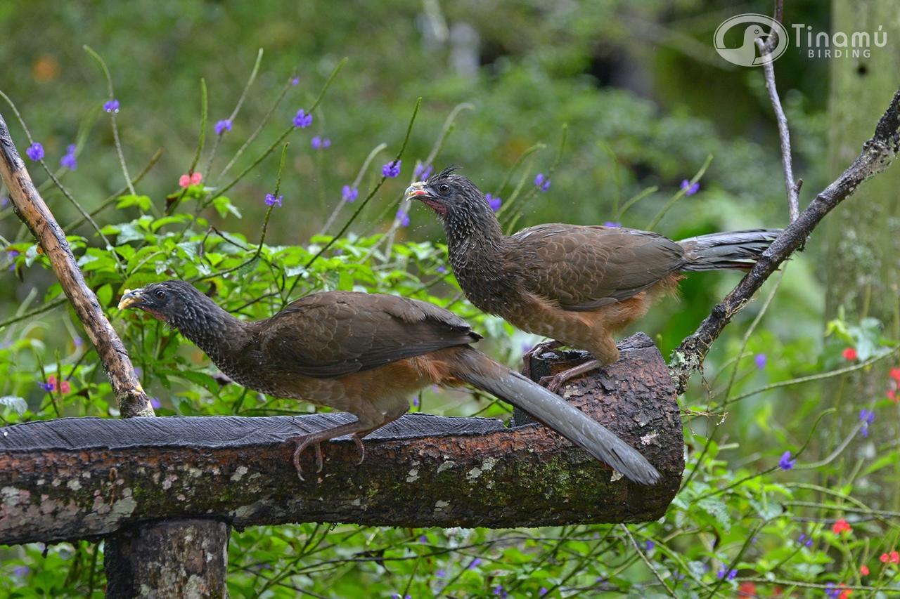 Tinamu Birding Hotell La Manuelita Exteriör bild