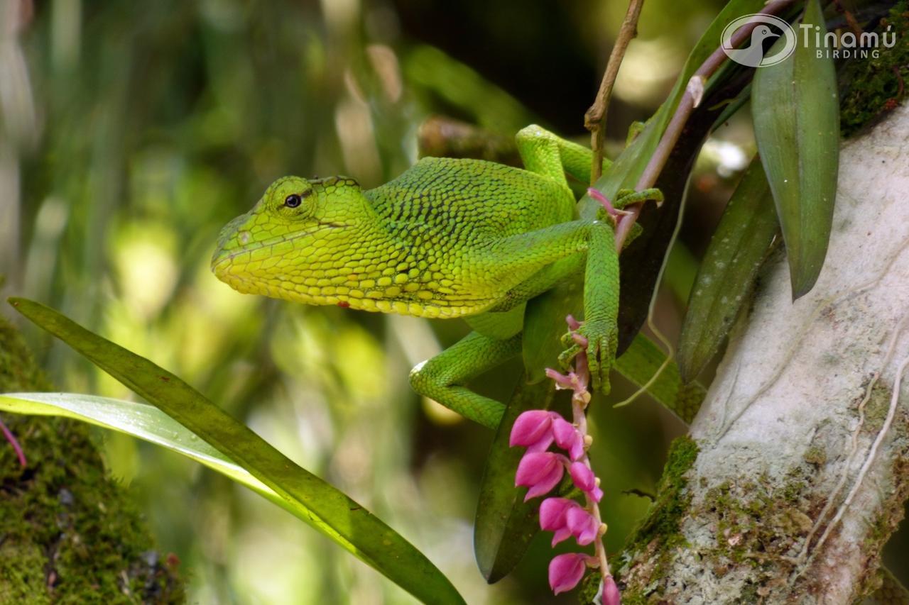 Tinamu Birding Hotell La Manuelita Exteriör bild