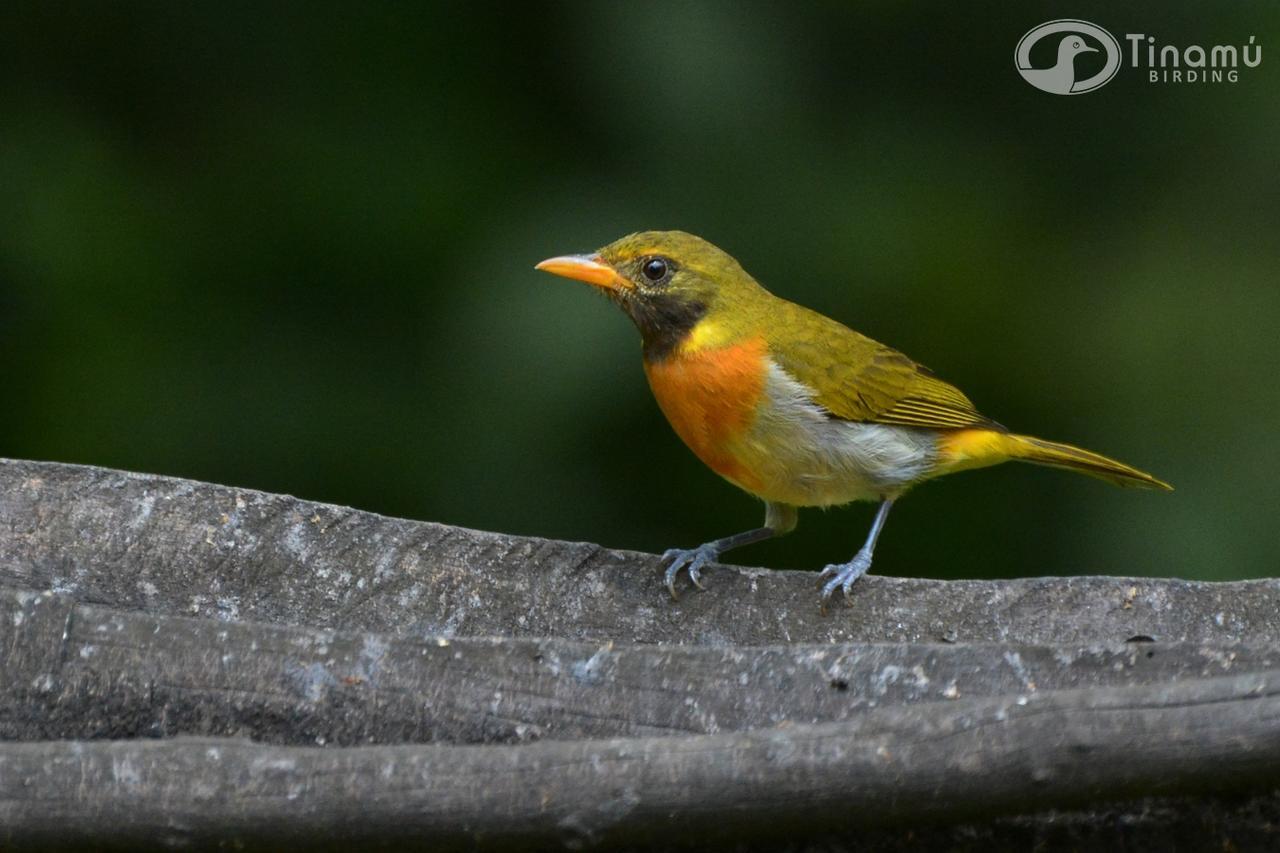 Tinamu Birding Hotell La Manuelita Exteriör bild