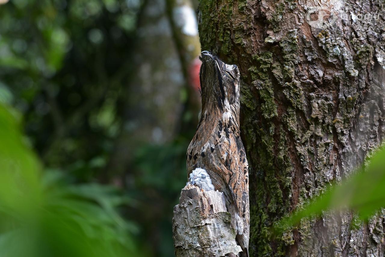 Tinamu Birding Hotell La Manuelita Exteriör bild