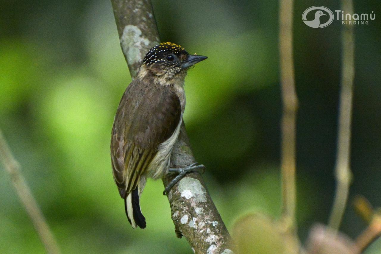 Tinamu Birding Hotell La Manuelita Exteriör bild